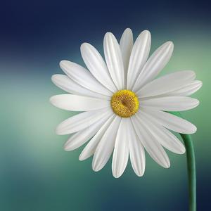 Dj Inside the Lines (Live)