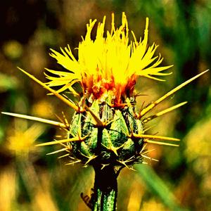 Brother Don't Bring In The Law