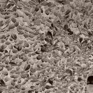 SHOEGAZER2 (Instrumental) (Instrumental)