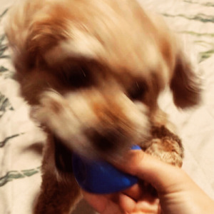 音のしないボール