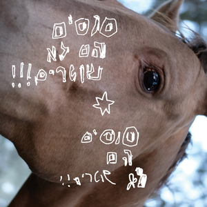 סוסים הם לא שוטרים