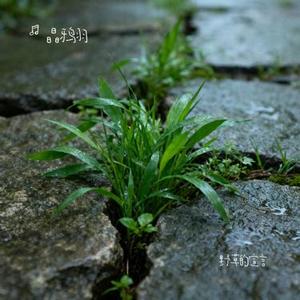 野草的宣言