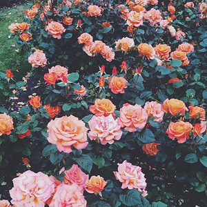 No Hook/BLOSSOM (feat. Maari)