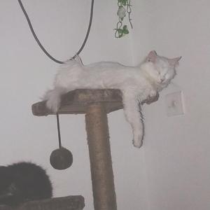 我还年轻 我还年轻