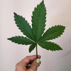 High Times, Hard Times