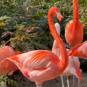 鉄の意志、雪の華