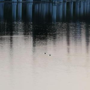 11月24日 暮色灰蓝demo