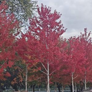 春城无处不飞花.wav