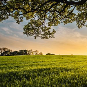 Берёза мать