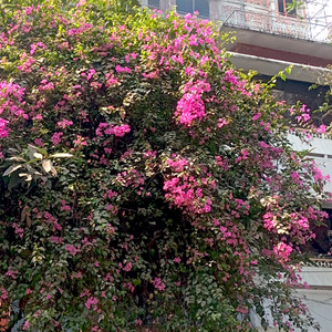 বড়ই স্বার্থপর এই দুনিয়া