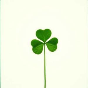 세잎 클로버
