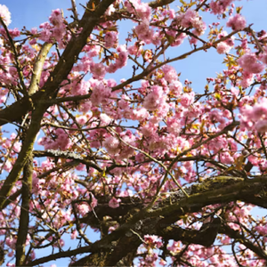 【Free】"桃花诺"-Pop Type Beat