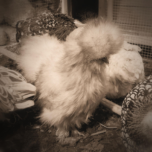 Derek's Sandwich and the Intelligent Chicken