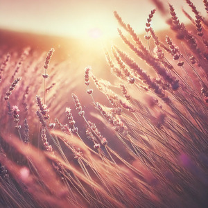 Fréquence D'amour (Wind)