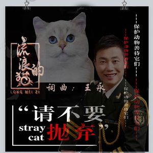 流浪的猫