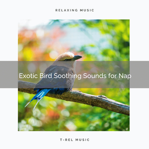 Wild Bird Sleepy Songs for Falling Asleep