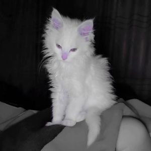 谢谢你降落在我的星球