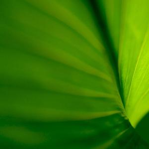 那就是绿色吧 (4)