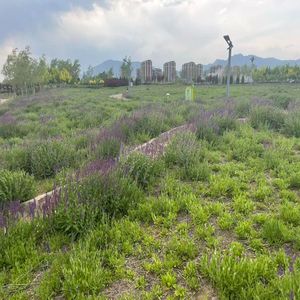 冰柜里的老冰棍