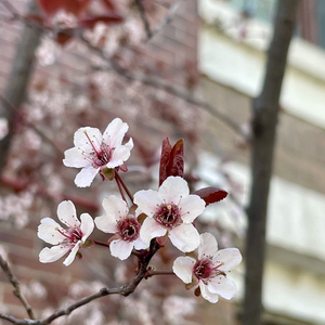 最美四月很想你