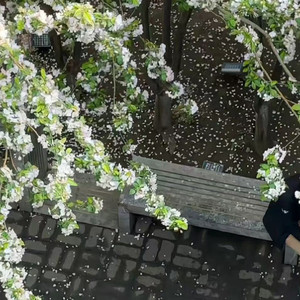 见一面少一面 洋澜一