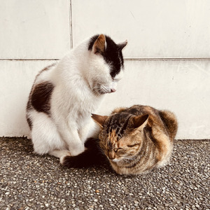 デイジーに乗って