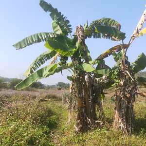 时光不负有心人(ai国语版)