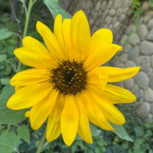 《流星坠落的夜晚》