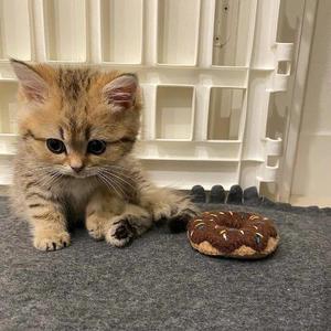 那个男人（翻自 阿云嘎）