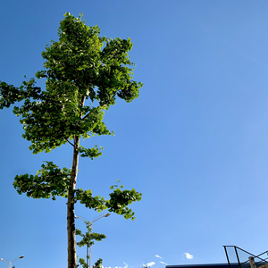 请允许自己枯萎 然后再重新绽放