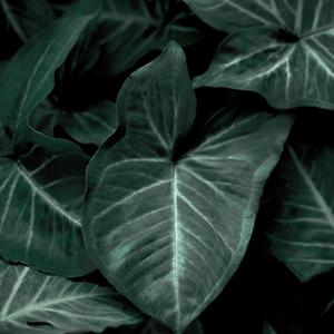 舒适森林系（经典钢琴曲）