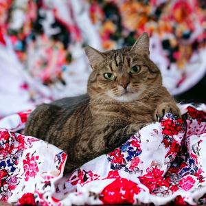 Звезда с усами (Не трогай мой хвост)