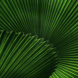 Lost in the Green