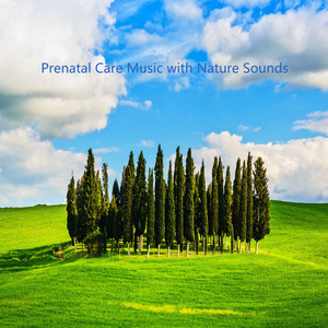 피톤치드 숲속에서 (계곡 물소리)