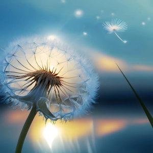 芳菲落尽梨花白（纯音乐）