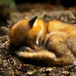 【手风琴】Empty Wonderland