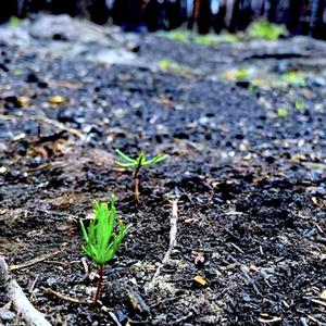 Ashes On The Soil