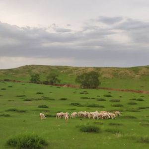 我是人间独行客