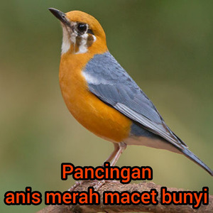 Pancingan Anis Merah Macet Bunyi