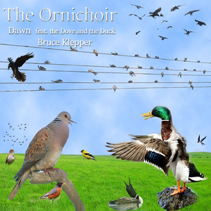The Ornichoir: Dawn feat. the Duck and the Dove