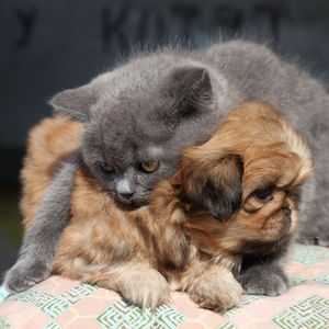 Harmony of the Quiet Twilight