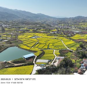 新四村木耳恋曲