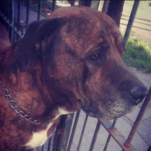 Indio (En acústico)