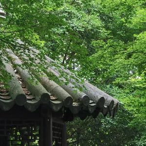 玉米不吃小龙虾