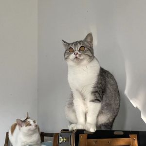 眼泪落下之前（cover汪苏泷）