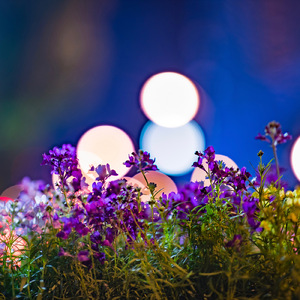 たった1つの願い