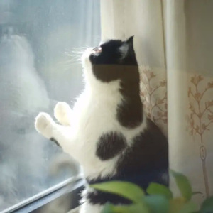 黑猫白猫（Cover艾敬）