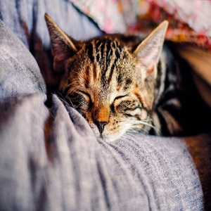 猫の休日