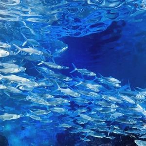 ''氧化剂''Hyperpop Type Beat-153-C#m