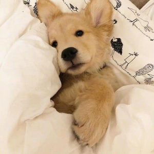 年年（cover徐秉龙）.mp3